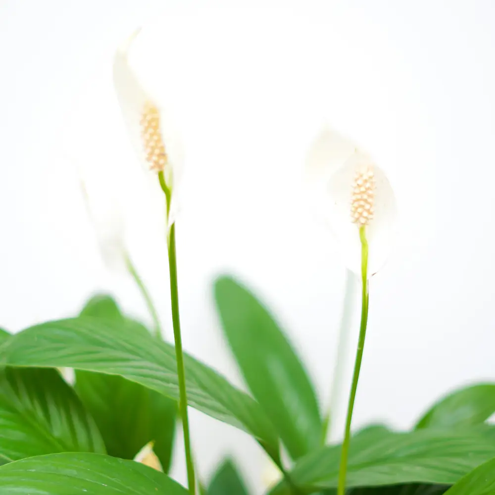 Peace Lily