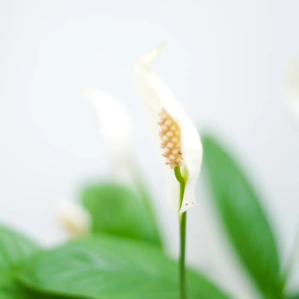 Peace Lily