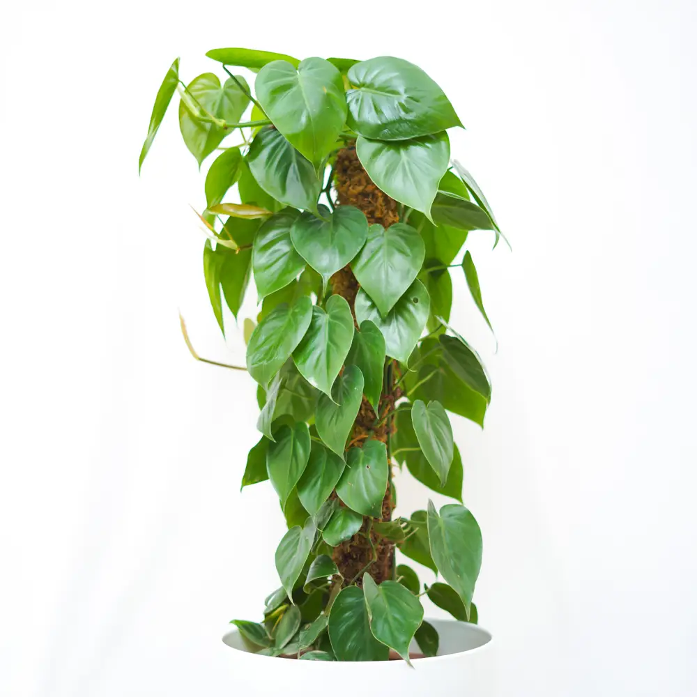 Philodendron