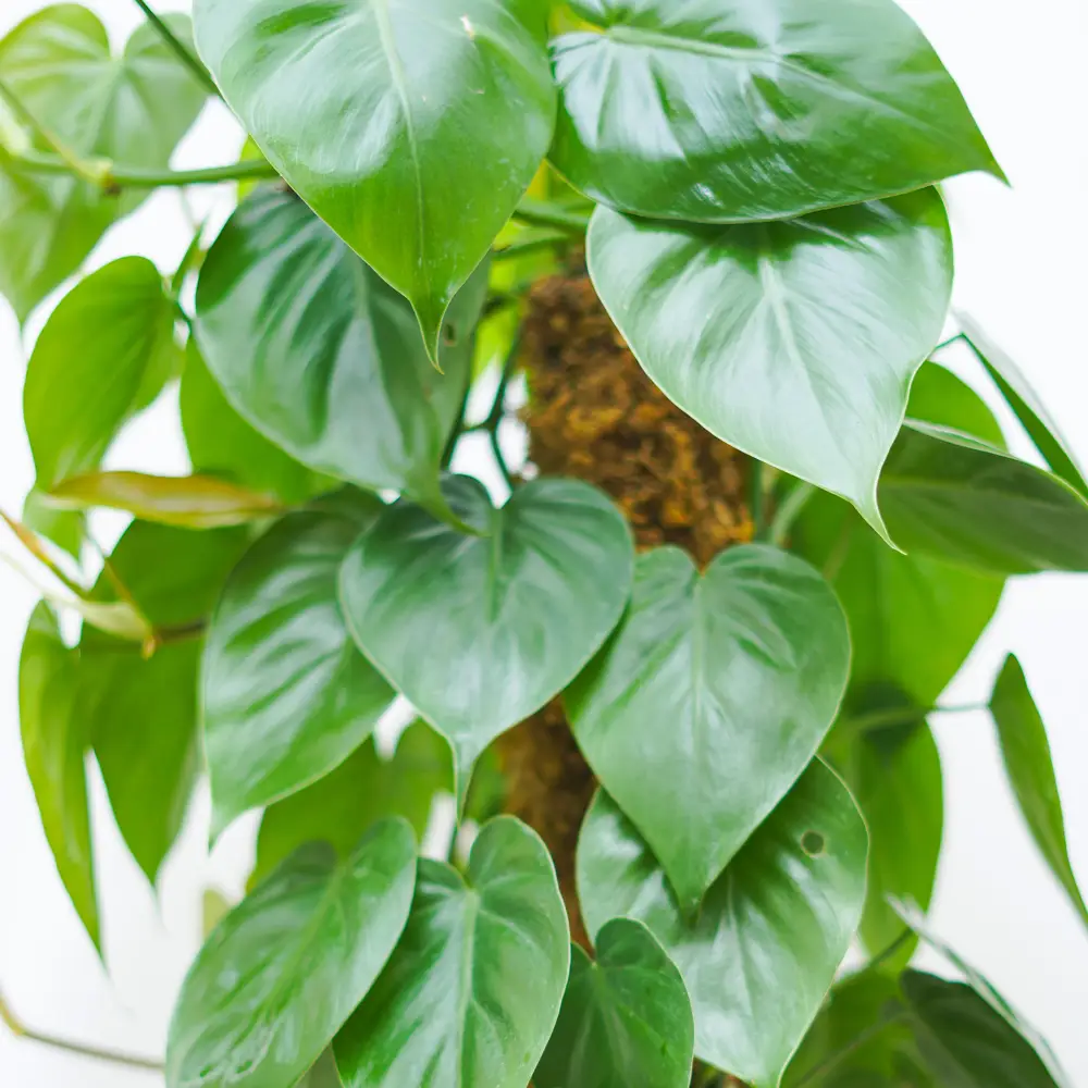 Philodendron