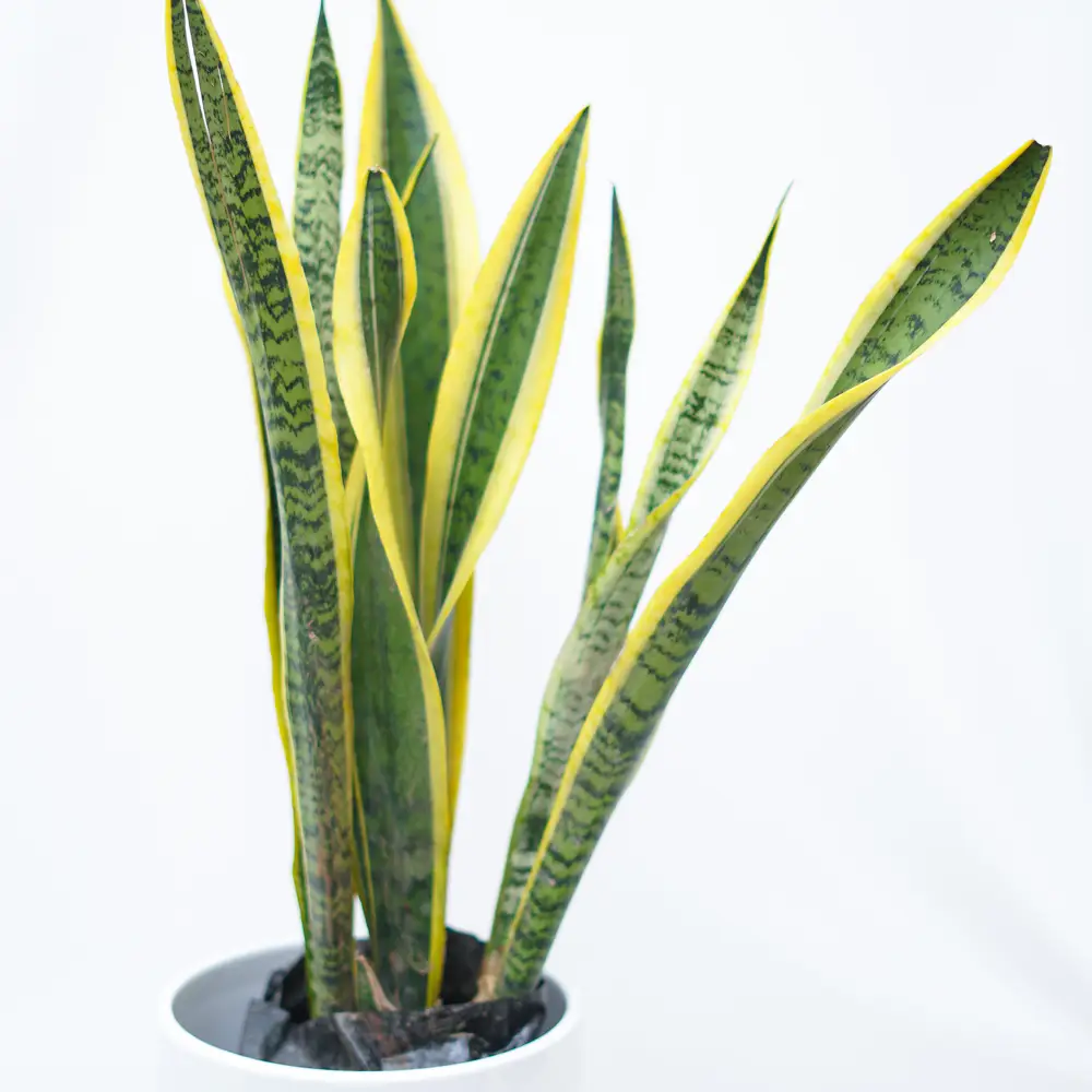 Snake Plant