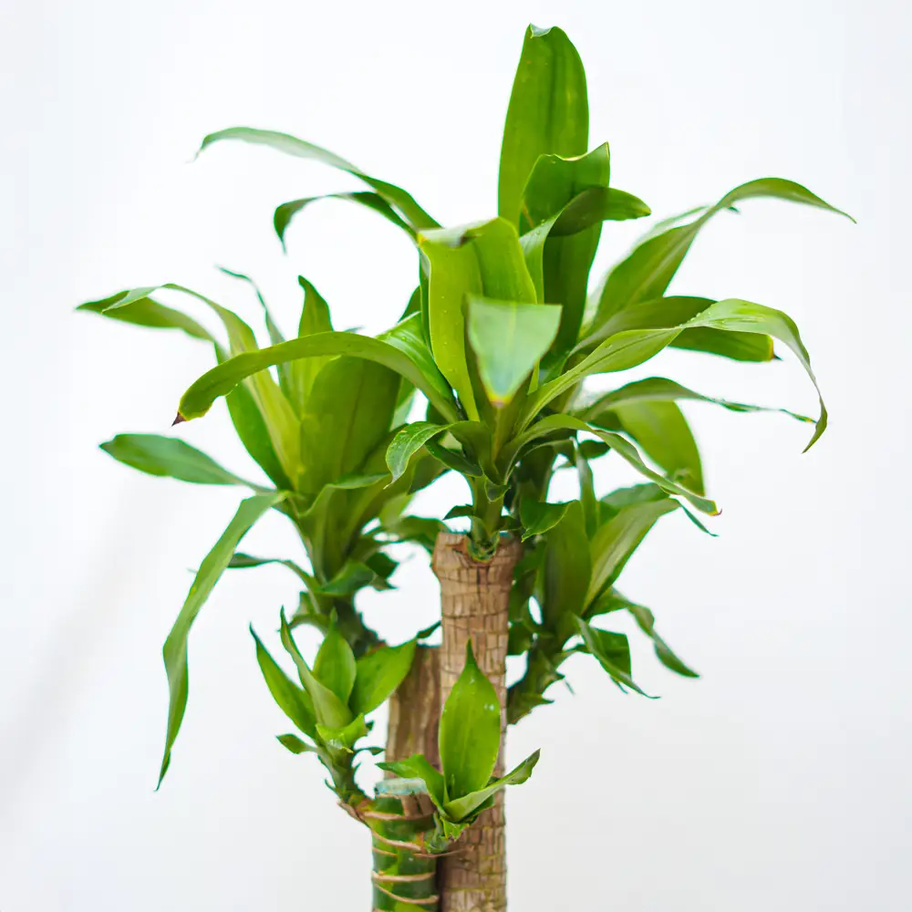 Dracaena